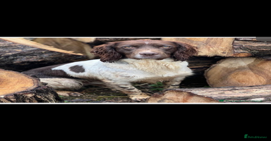 English Springer Spaniel dogs - Advert 2