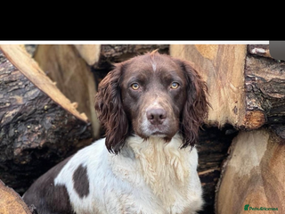 English Springer Spaniel dogs - Advert 2