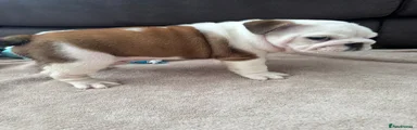 English Bulldog Puppy 2