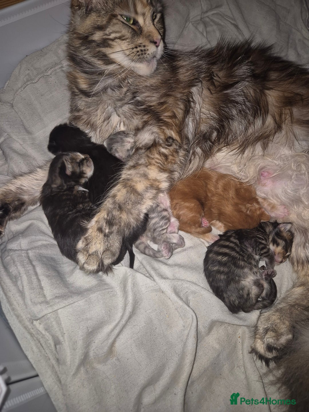 Maine Coon cats for sale: Russian /xxl maine coon - Advert 3