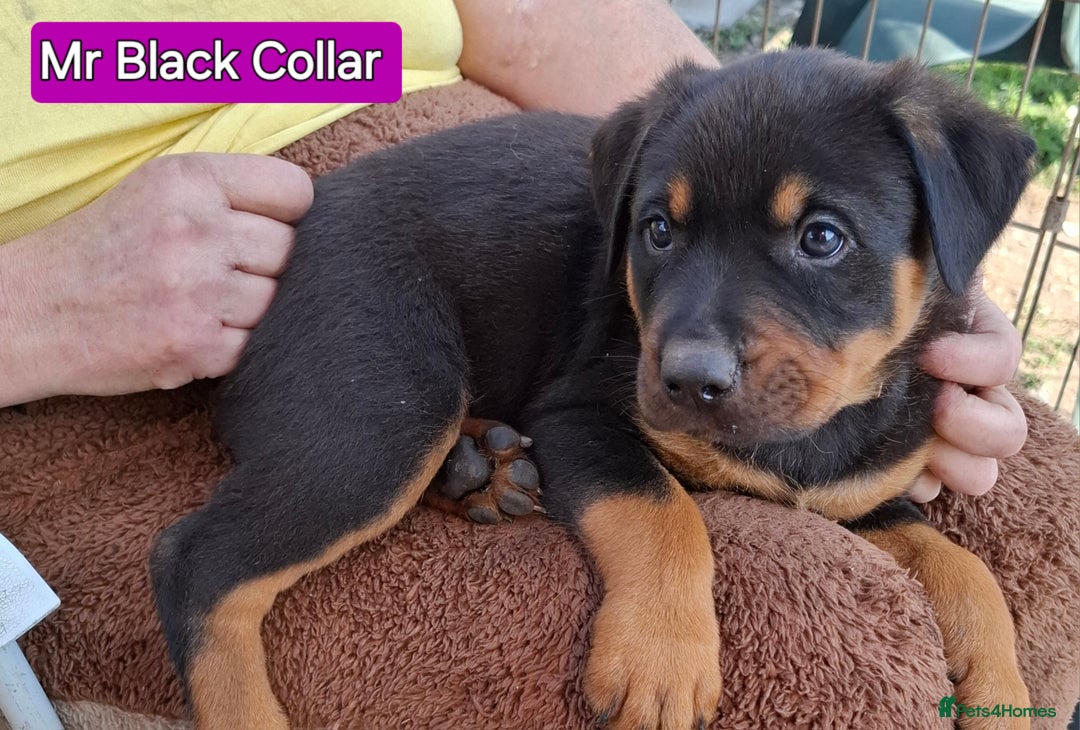 Rottweiler dogs for sale: Stunning Litter Of Shepweiler X Mastiff Pups - Image 17