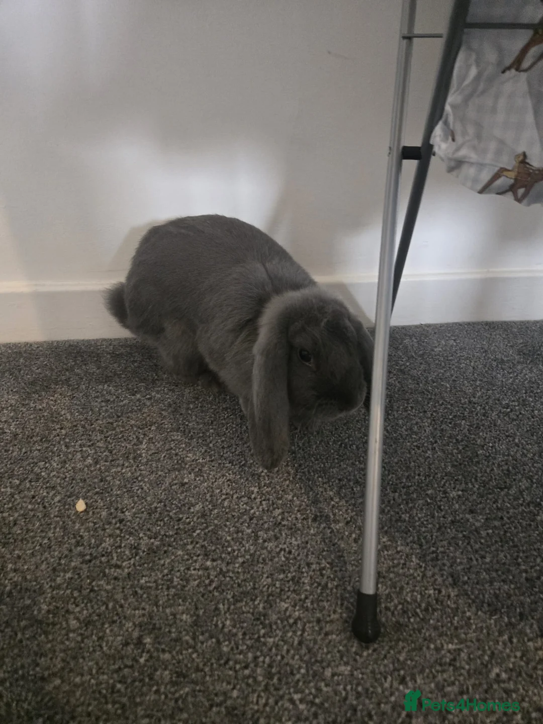 French Lop rabbits for sale: Rabbits  in Pembroke Dock - Advert 1