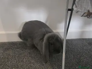 French Lop rabbits Rabbits - Advert 1