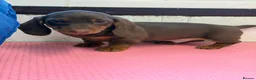 Miniature Dachshund dogs for sale: Mini dachshund 2 smooth boys available  - Advert 4