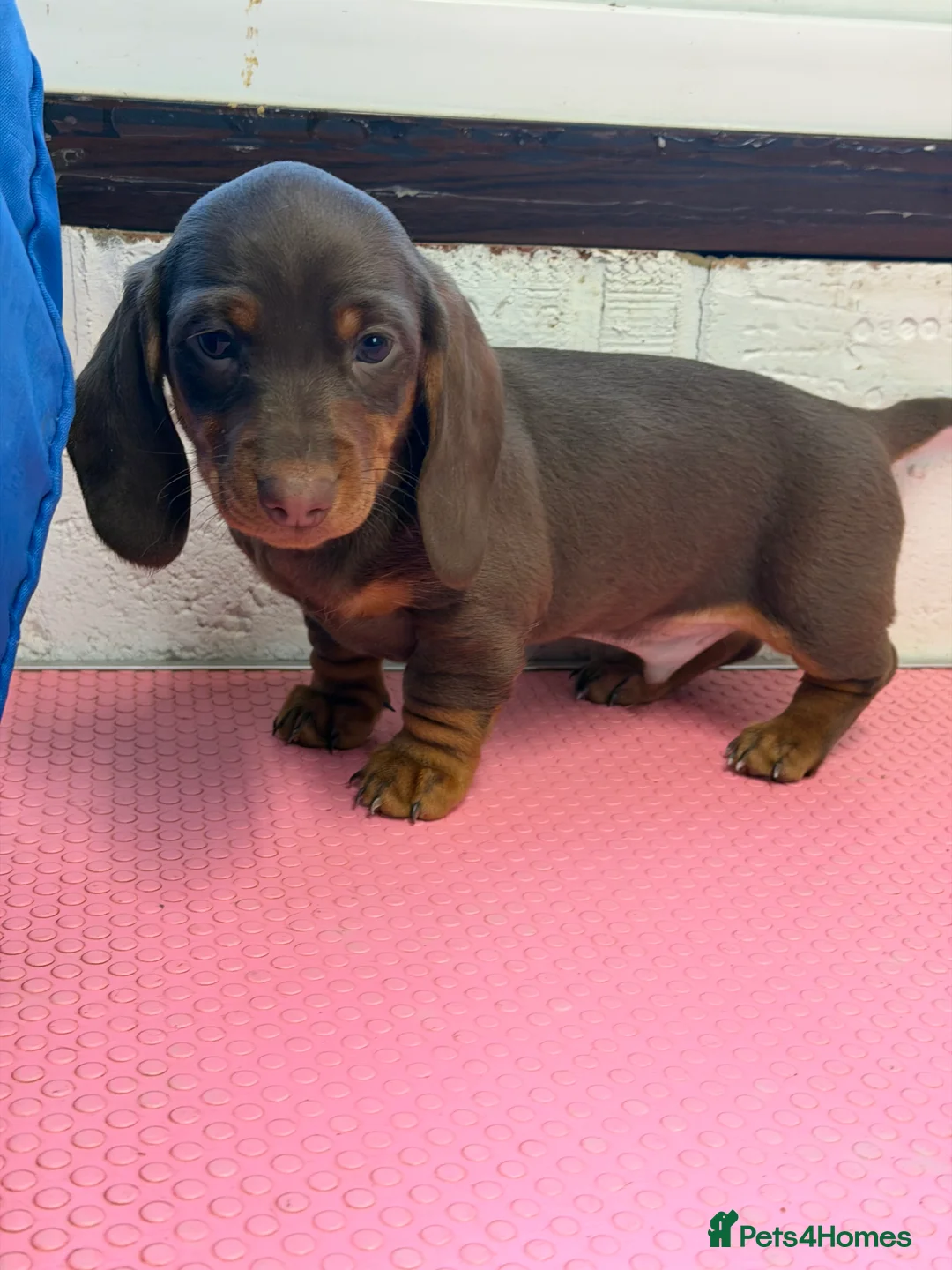 Miniature Dachshund dogs for sale: Mini dachshund 2 smooth boys available  - Advert 4