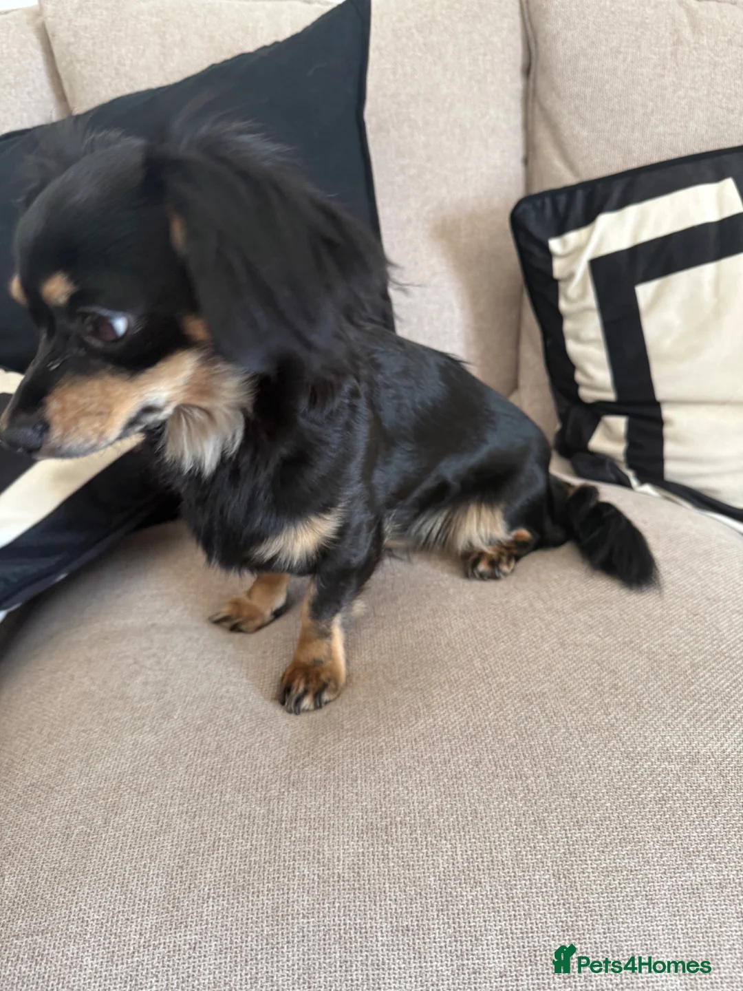 Mixed Breed dogs for sale: Chiweenie 2 year old girl in Salford - Advert 2