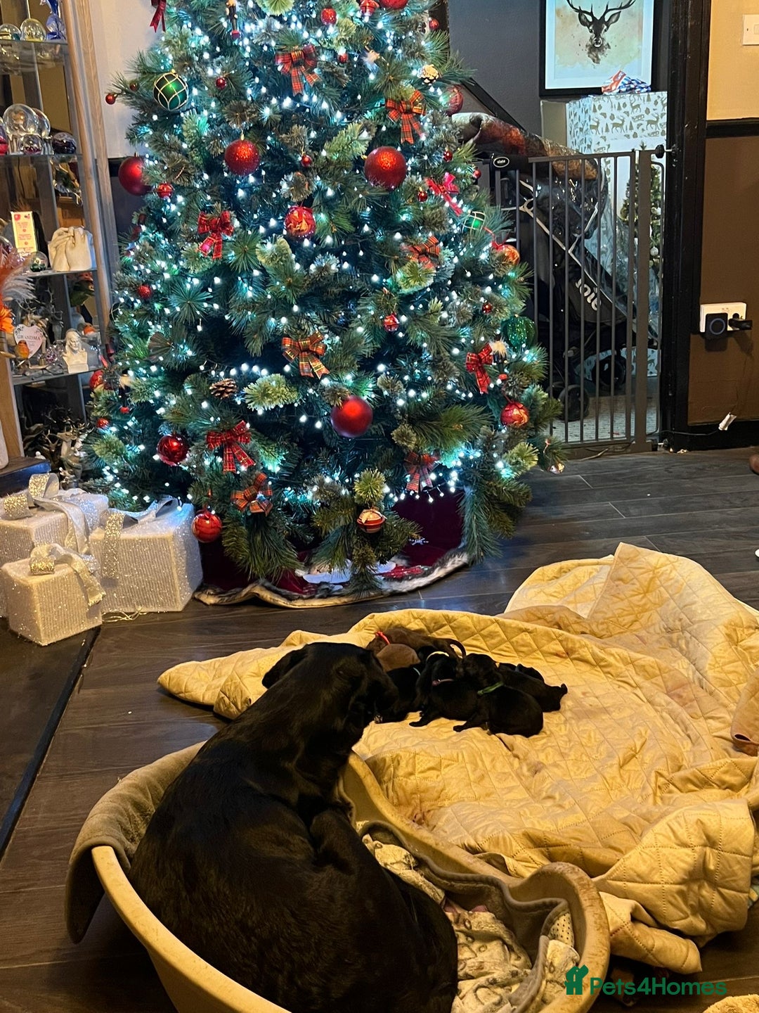 Mixed Breed dogs for sale: Labrador retriever cross - Advert 8