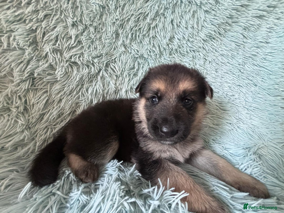German Shepherd dogs for sale: German Shepard KC Reg Puppies in Scunthorpe - Image 15