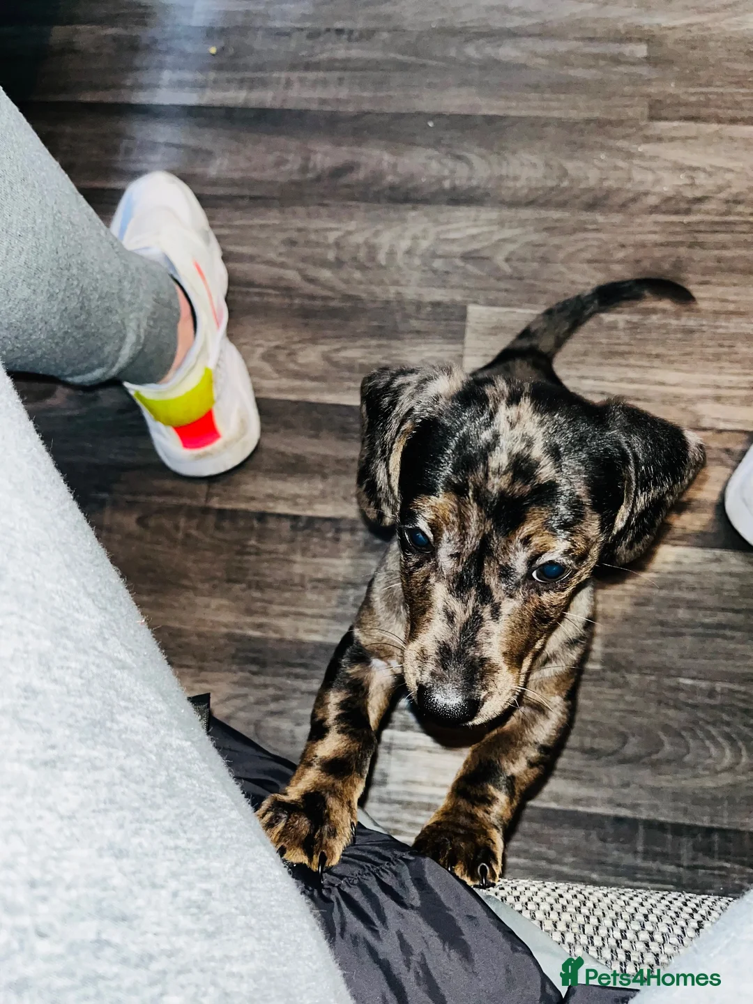 Dachshund dogs for stud: Dog To Stud  in Manchester - Advert 14
