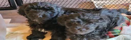 Yorkiepoo dogs for sale:  YORKIEPOOS PUPPIES  FROM LICENSED BREEDER.  - Advert 2