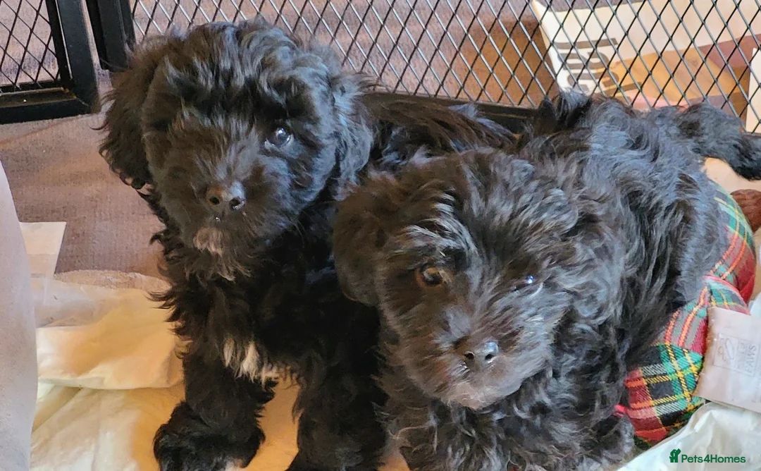 Yorkiepoo dogs for sale:  YORKIEPOOS PUPPIES  FROM LICENSED BREEDER.  - Advert 2