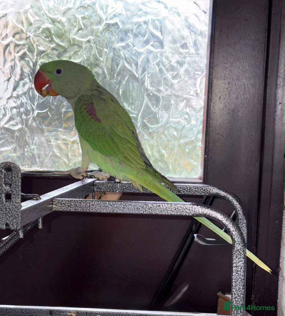 Parakeets birds for sale: ALEXANDRINE PARROT 15 MONTH in Iver - Advert 2