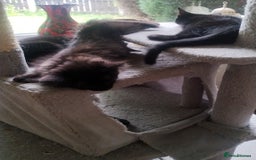 Mixed Breed cats for sale: Black kittens * Just one remaining* - Image 12