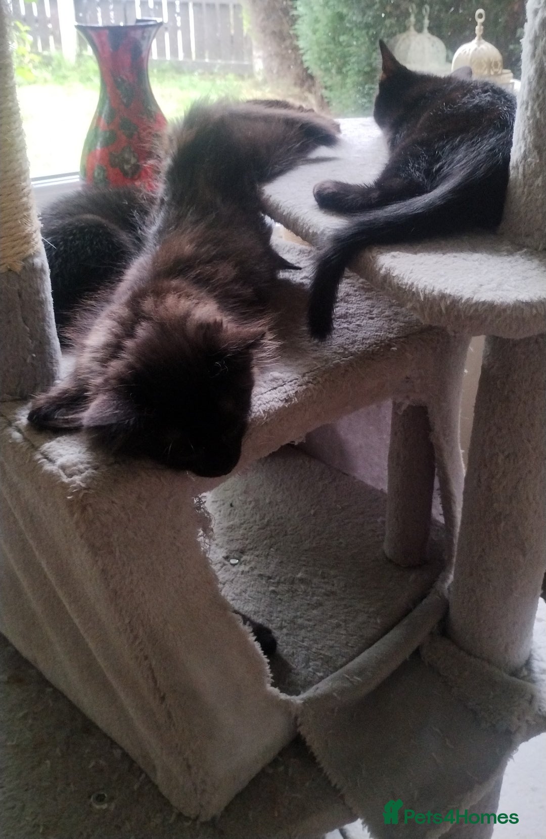 Mixed Breed cats for sale: Black kittens * Just one remaining* - Image 12