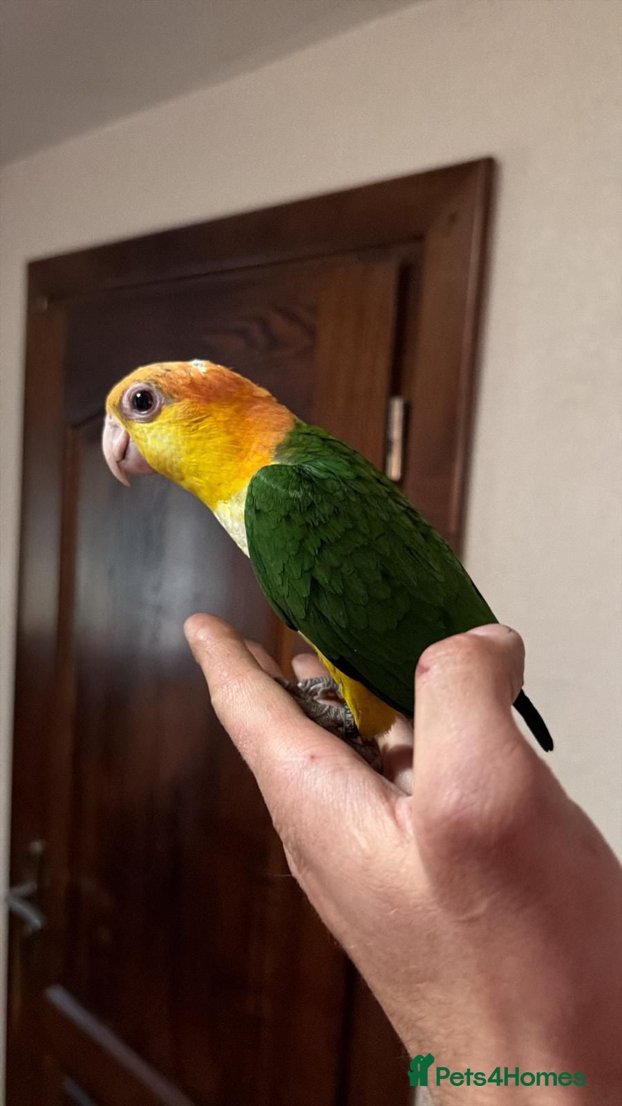 Parrots birds Yellow headed caiques baby girl very friendly - Advert 3