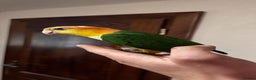 Parrots birds for sale: Black headed and yellow headed caiques babies - Advert 1