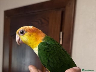 Parrots birds Black headed and yellow headed caiques babies - Advert 1