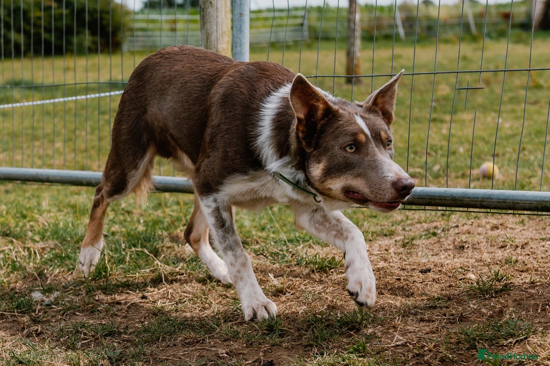 Border Collie dogs for stud: Health tested KC/ISDS smoothcoat lilac for stud  - Image 7