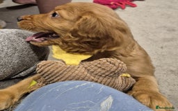 Cocker Spaniel dogs for sale: Cocker Spaniel Puppies for Sale - Image 15