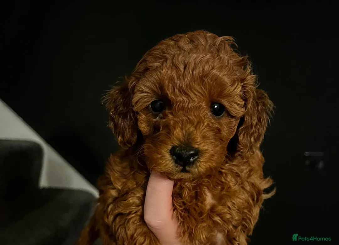 Toy Poodle dogs for sale: KC Registered Toy Poodle Puppies Available - Advert 10