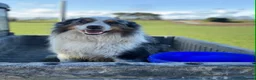 Border Collie dogs for sale: Beautiful Border Collie Puppies  - Advert 15
