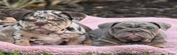 English Bulldog dogs for sale: Stunning English bulldog puppies  - Advert 10
