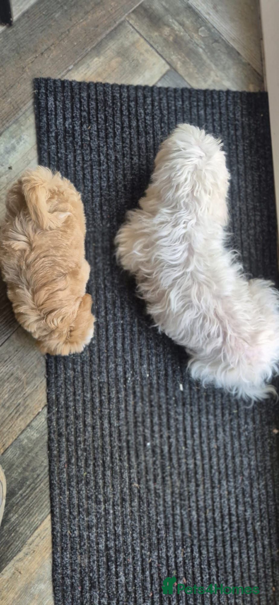 Maltipoo dogs 💚 Handsome Green Boy Maltipoo💚 - Advert 1