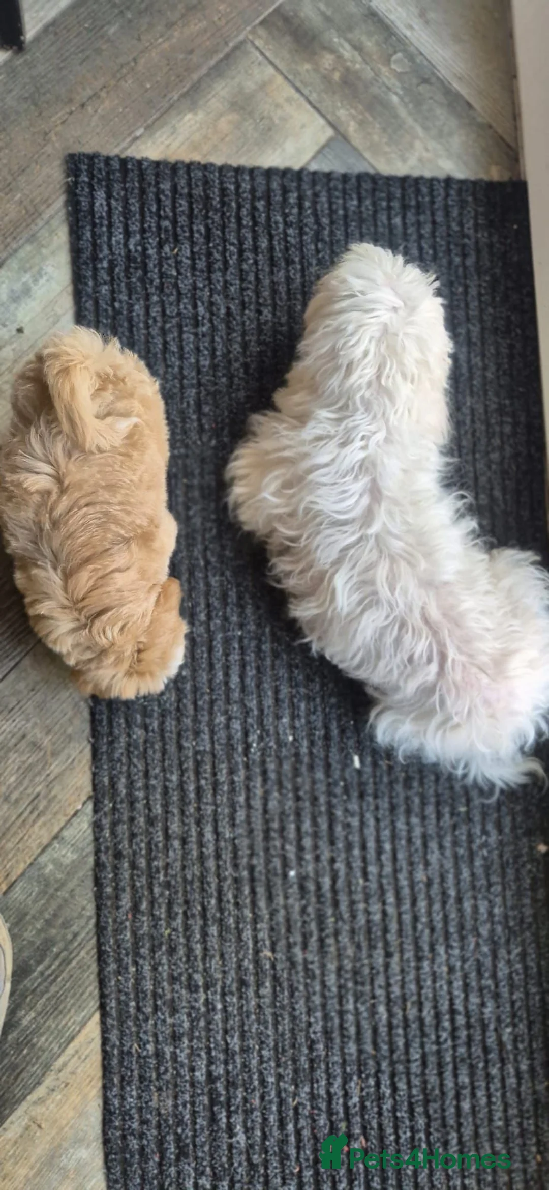 Maltipoo dogs for sale: 💚 Handsome Green Boy Maltipoo💚 - Advert 1
