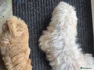Maltipoo dogs 💚 Tiny, Fluffy Green Boy Maltipoo💚 - Advert 1