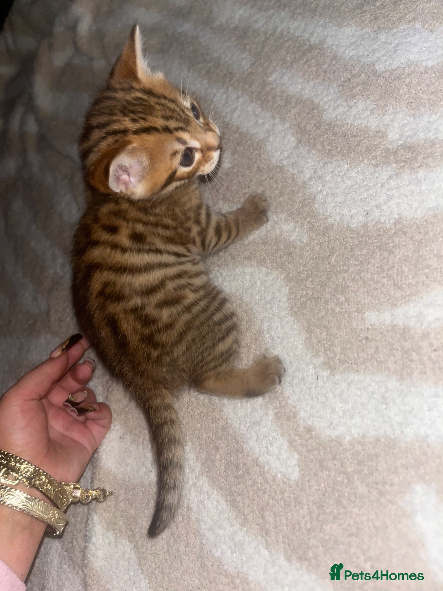 Bengal cats Male mixed bengal - Advert 3