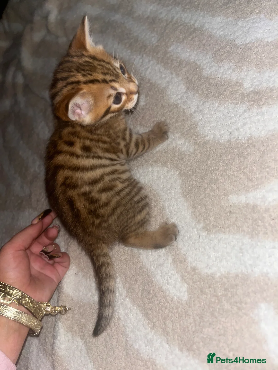 Bengal cats for sale: Male mixed bengal - Advert 1
