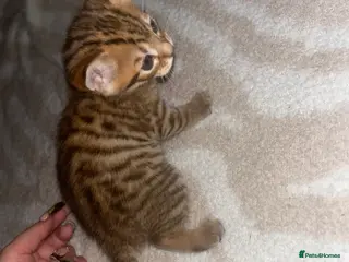 Bengal cats Male mixed bengal - Advert 3