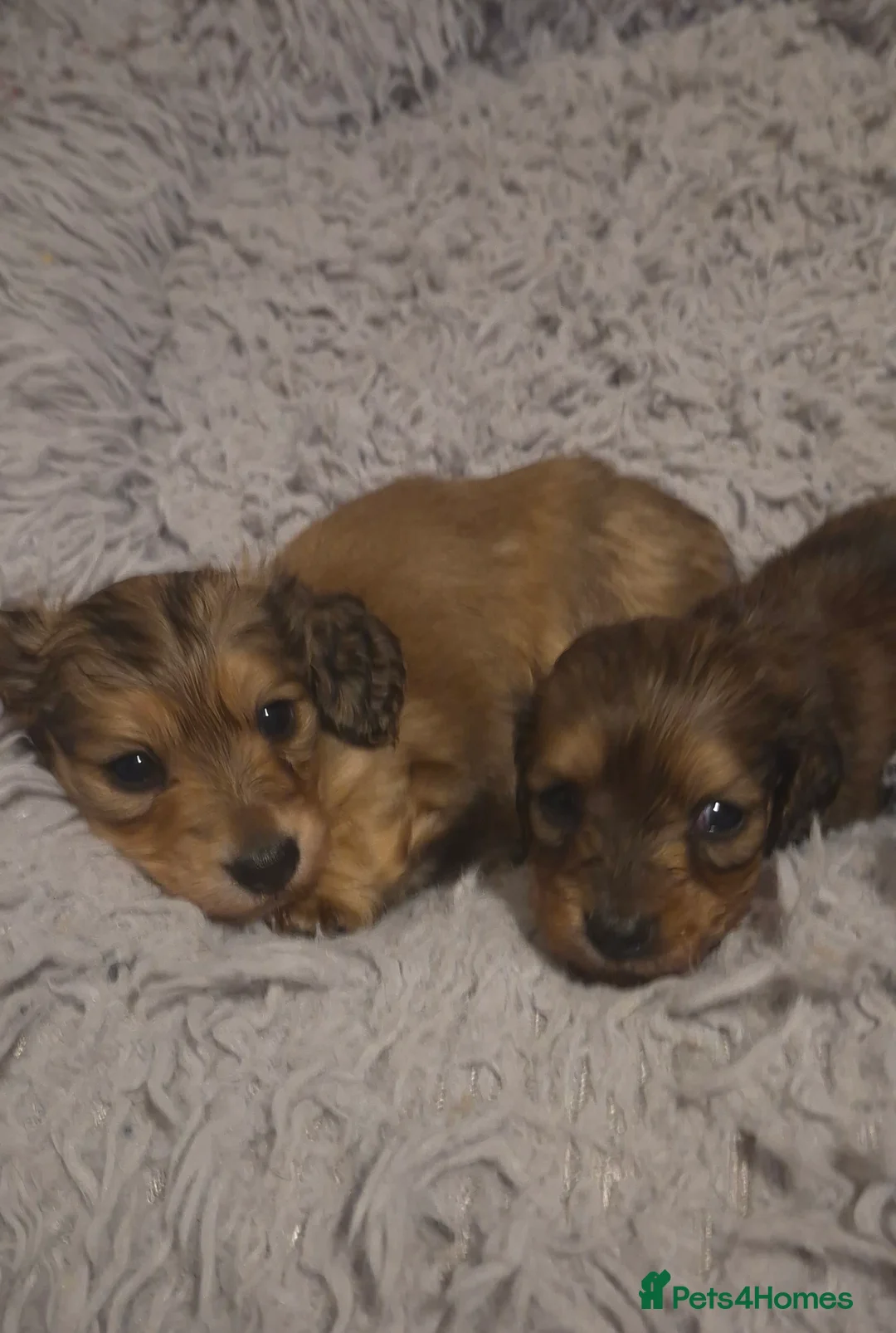 Dachshund dogs for sale: Miniature dachshund shaded cream girls - Advert 3