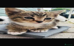 Domestic Shorthair cats for sale: Kittens looking for a loving home - Image 1