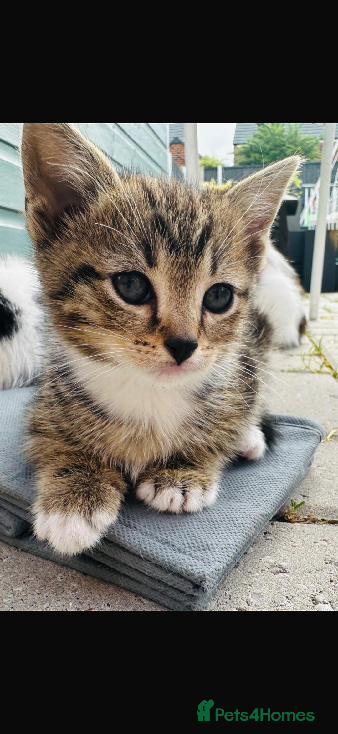 Domestic Shorthair cats for sale: Kittens looking for a loving home - Image 1