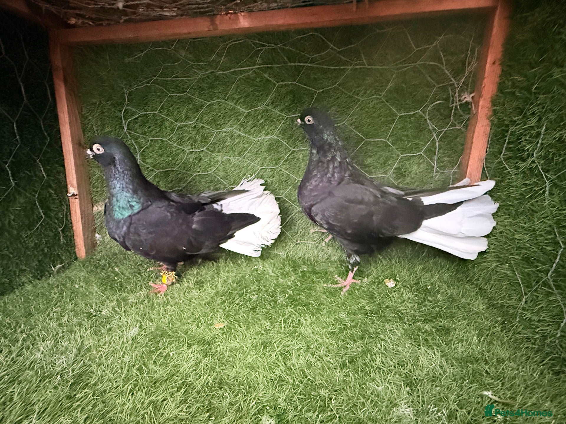 Pigeons birds Premium Breeding Pigeons Top Quality Pairs Availab - Advert 1