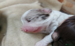 Bordoodle dogs for sale: Toy Bordoodles ❤️ - 1 girl available - Image 8