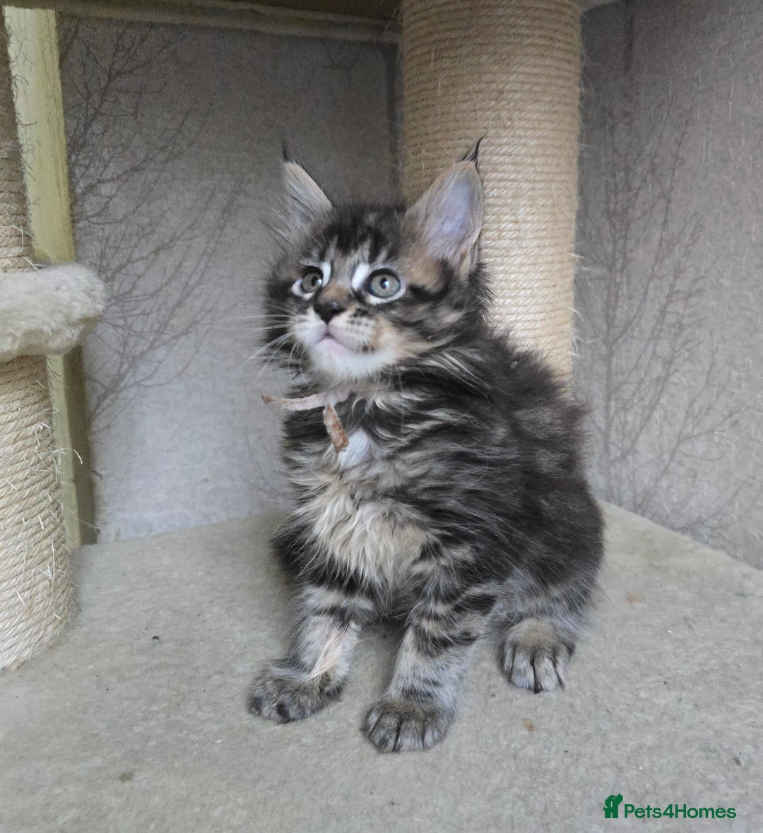 Maine Coon cats for sale: Beautiful Tica registered girls - Advert 16