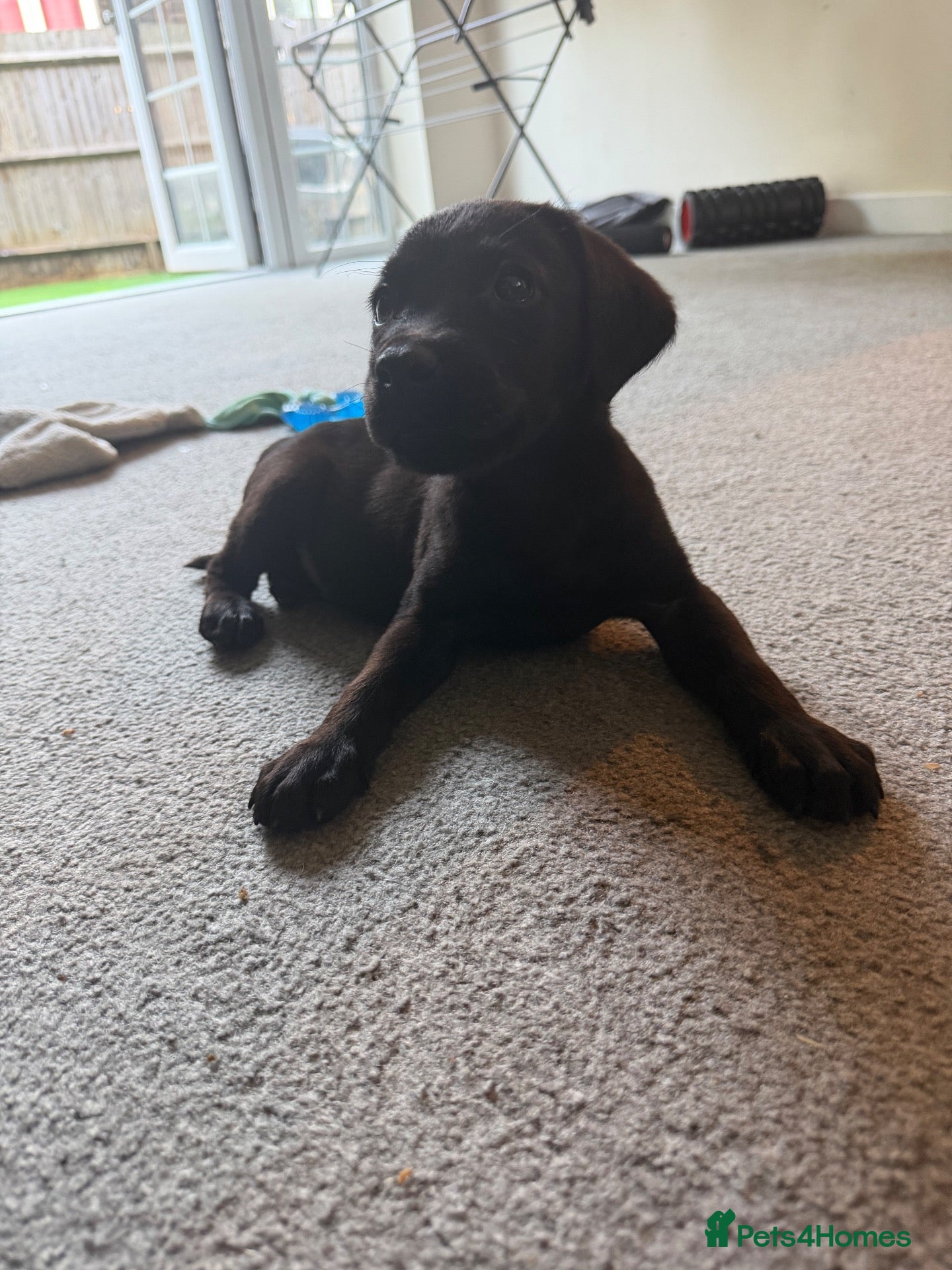 Labrador Retriever dogs  Milo – 11 Week Old Male Black Labrador Retriever  - Advert 1