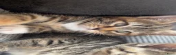 Maine Coon cats for sale: Half Maine coon kittens unique calico markings  - Advert 14