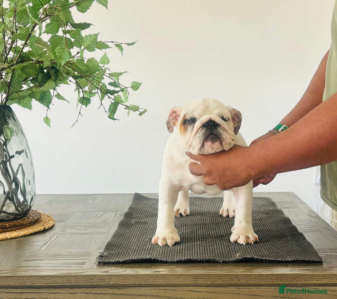 English Bulldog dogs for sale: Kc reg Stunning female available  - Image 1
