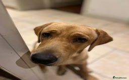 Springador dogs for sale: Springador Puppies for Sale  - Image 6