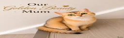 British Shorthair cats for sale: 🐾 Beautiful British Shorthair Kittens✨ 🩷 - Advert 7