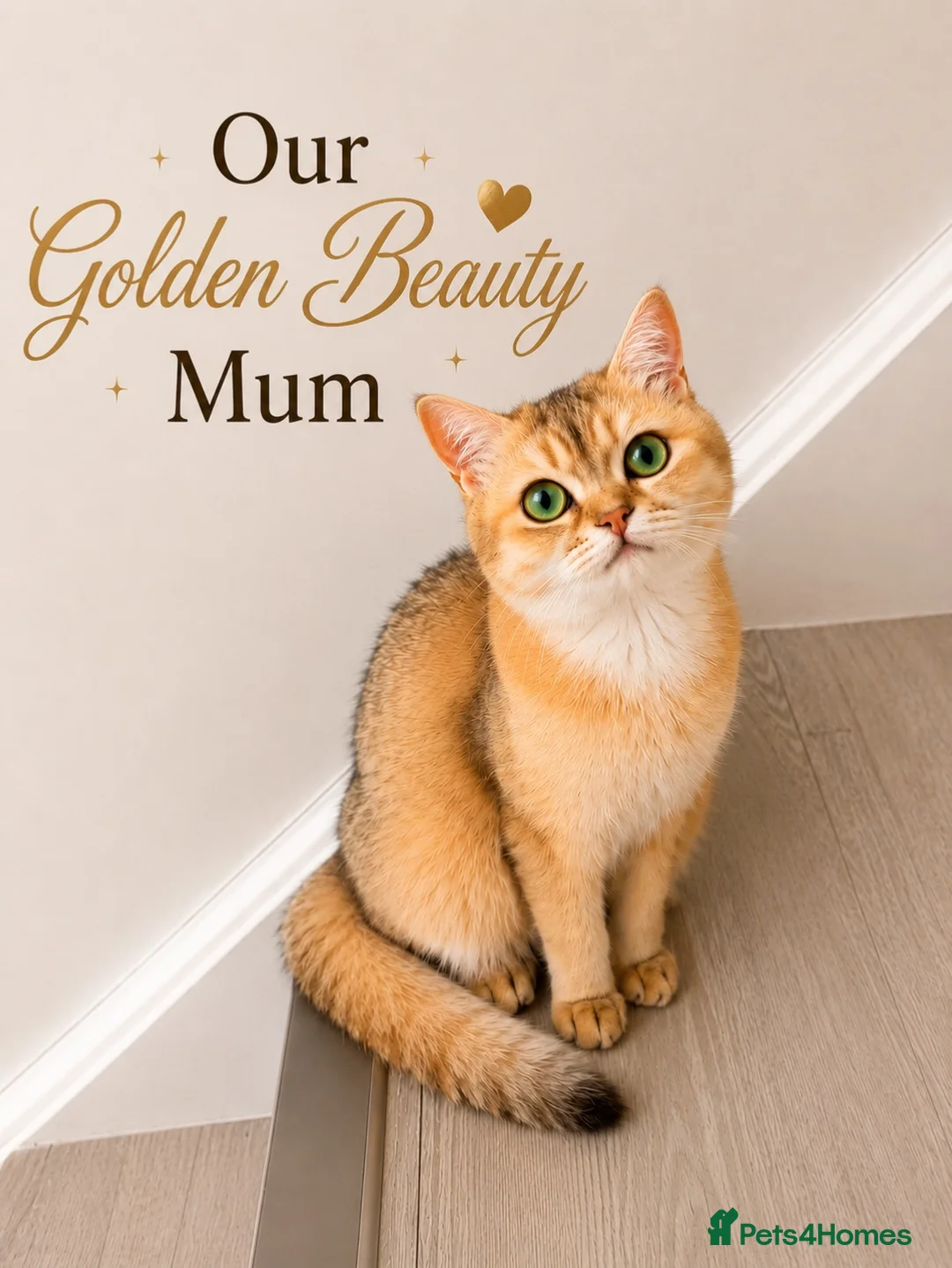 British Shorthair cats for sale: 🐾 Beautiful British Shorthair Kittens✨ 🩷 - Advert 7