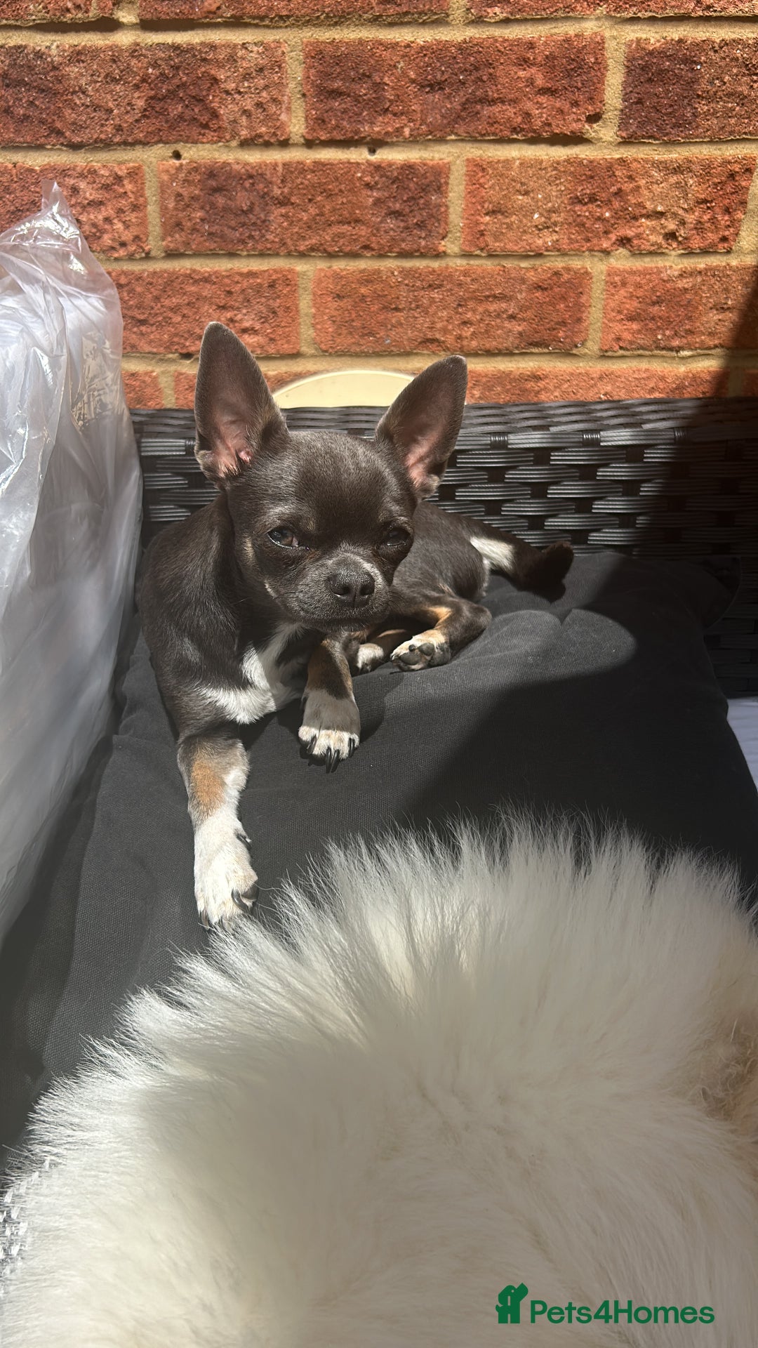 Chihuahua dogs for stud: Stud only. Full pedigree lilac chihuahua £300 - Advert 1