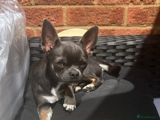 Chihuahua dogs Stud only. Full pedigree lilac chihuahua £300 - Advert 15