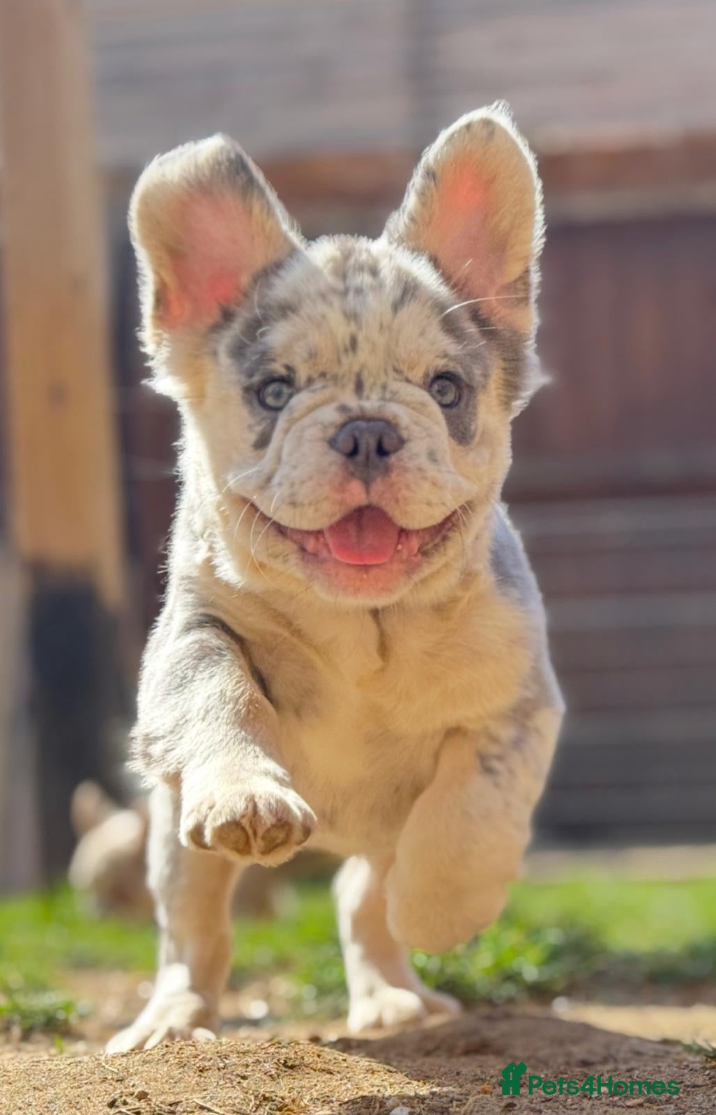 French Bulldog dogs 🏆LILAC MERLE FLUFFY🧸BOY🤩 - Advert 2