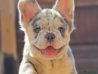 French Bulldog dogs 🏆LILAC MERLE FLUFFY🧸BOY🤩 - Advert 1