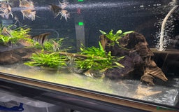 Angelfish fish for sale: Manacapuru super red 6-8cm - Image 4