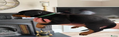 Dobermann 3